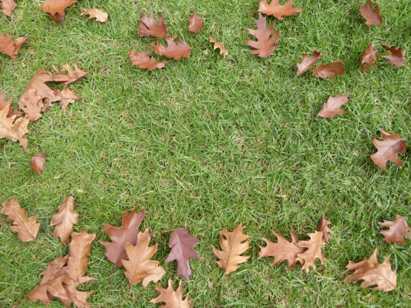 Фон осенние листья на траве