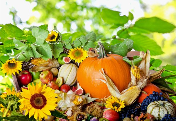 Осень овощи и фрукты