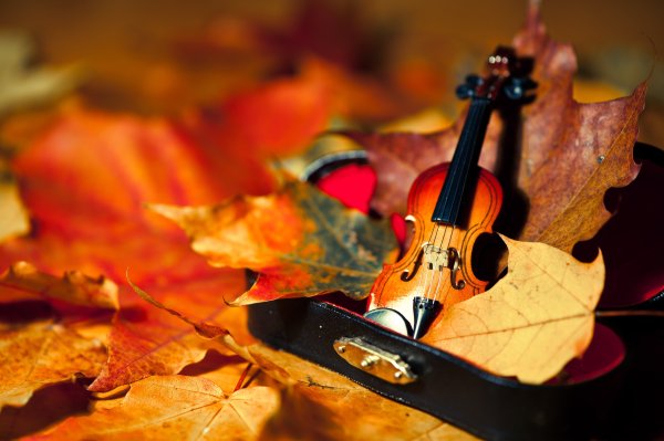 Скрипка осень