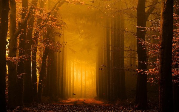 Осенний лес свет