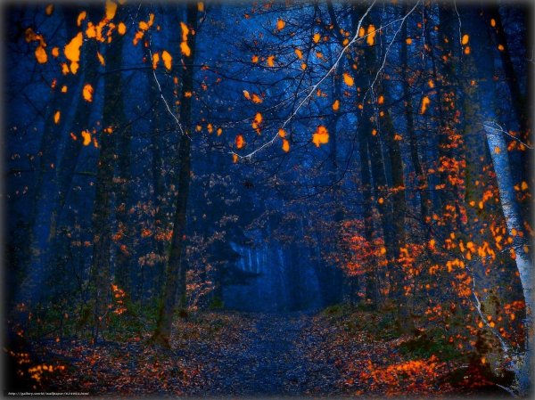 Осенний лес ночью