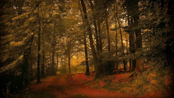 Осень лес вечер