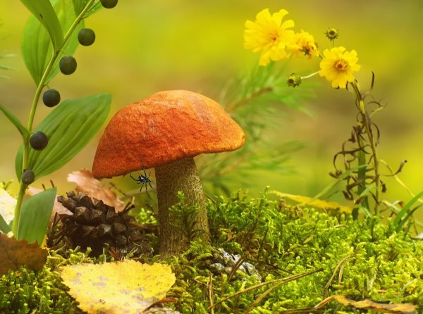 Фон осенний лес с грибами
