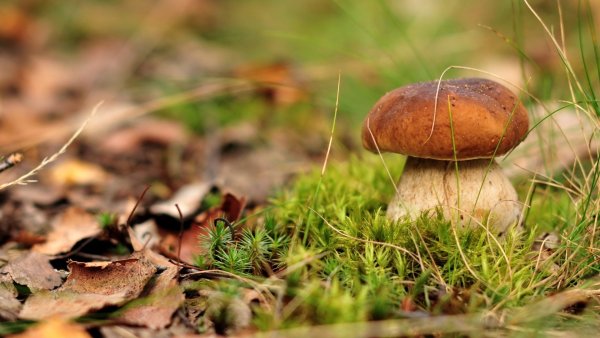 Осенние грибы