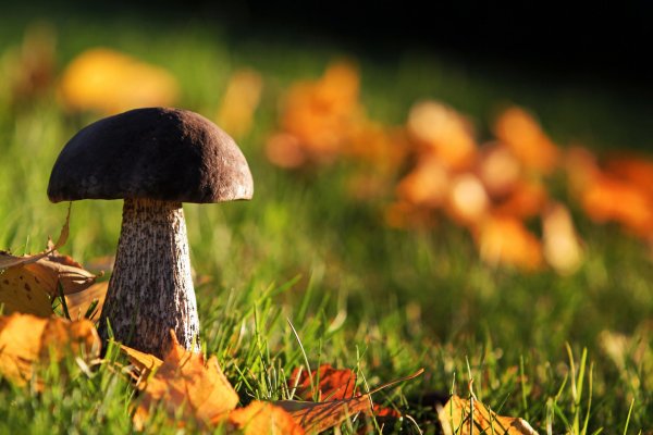 Осенние грибы картинки