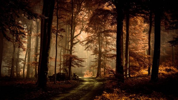Фон осенний мрачный лес