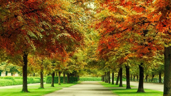 Осень лес парк аллея