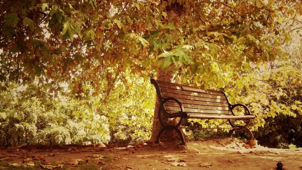 Осень парк скамейка
