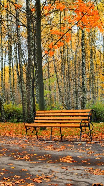 Осень скамейка в парке