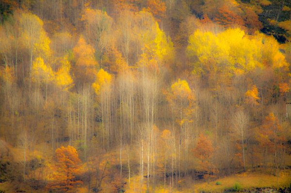 Осень лес дымка