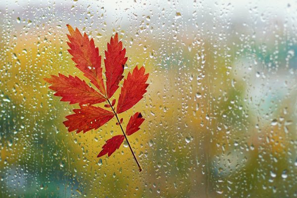 Осень листья на стекле