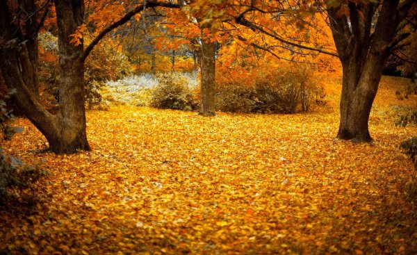 Осень лес Поляна