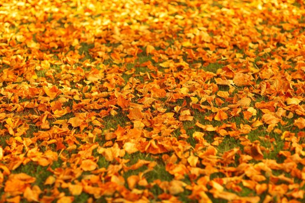 Ковер из осенних листьев