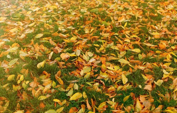 Желтые листья на траве