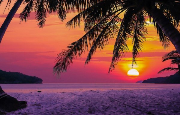 Фон пальмы у моря на закате