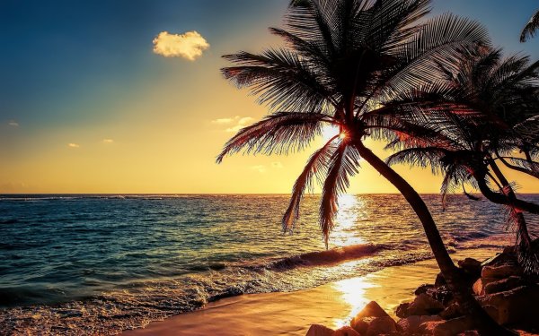 Море солнце пальмы