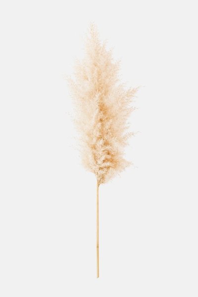 Кортадерия (пампасная трава) белая