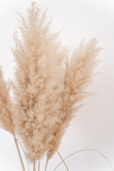 Пампасная трава кортадерия сухоцветы