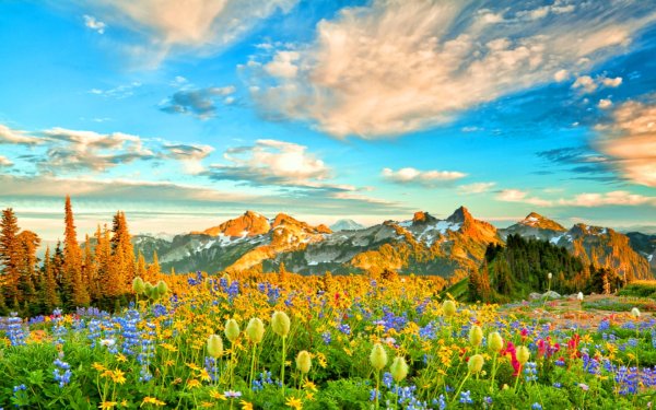 Крокус горный цветок Эльбрус