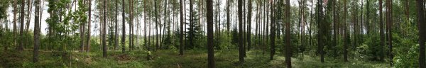 Парголово лес панорама