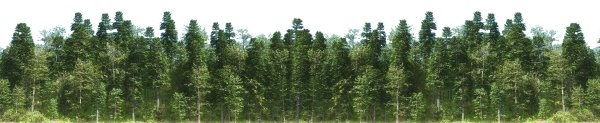 Хвойный лес панорама