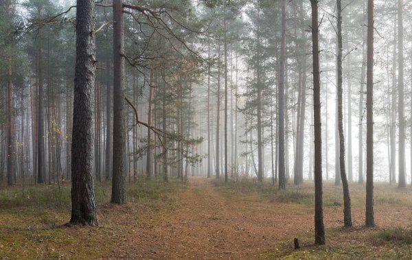Калевальский национальный парк сосновые леса