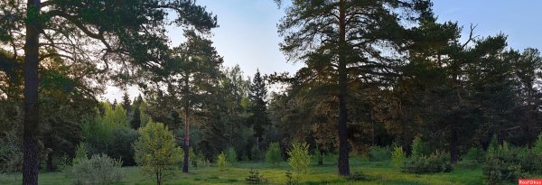 Сосновый лес Белгород