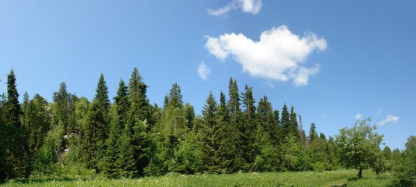 Панорама для 3д Макс лес
