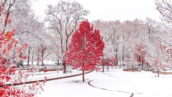Снежные деревья в парке