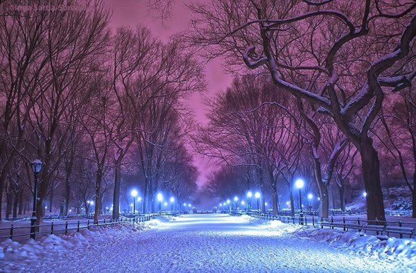 Парк зимой ночью