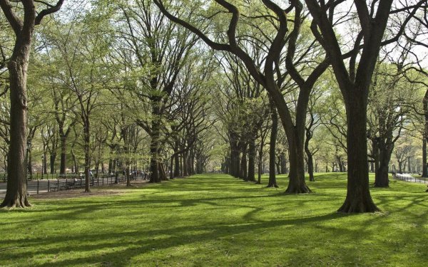 Деревья в парке