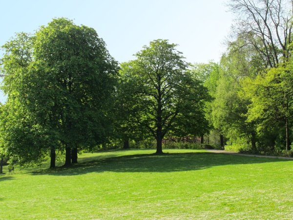 Парк деревья