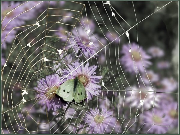 Бабочка в паутине