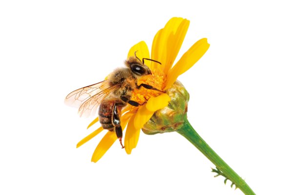 Пчела на цветке на белом фоне