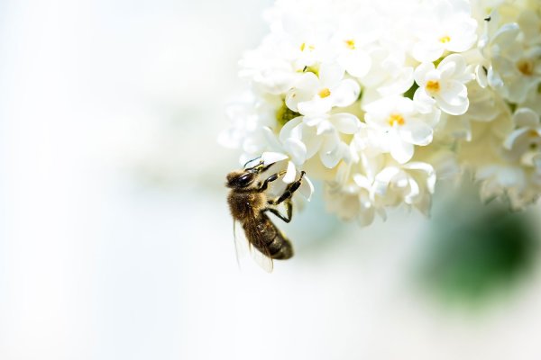 Фон пчелы