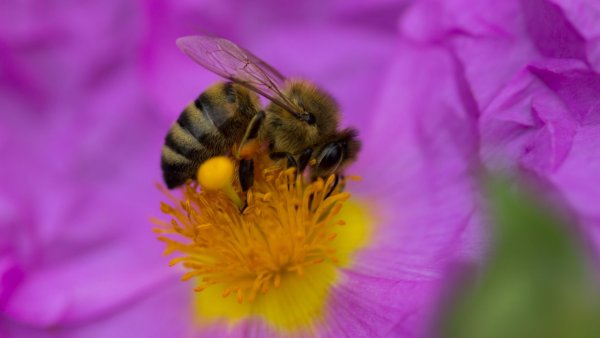 Пчелки на цветах