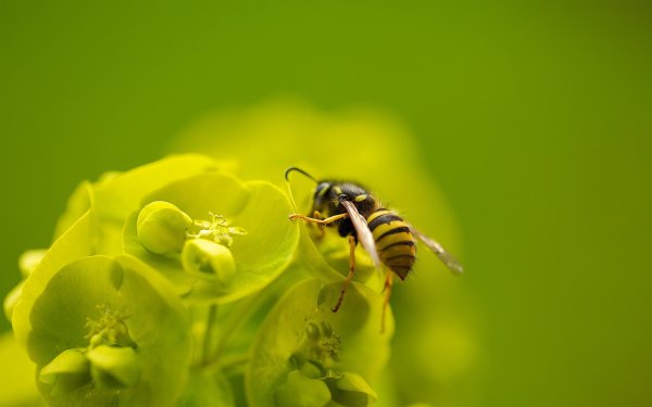 Фон пчела на цветке