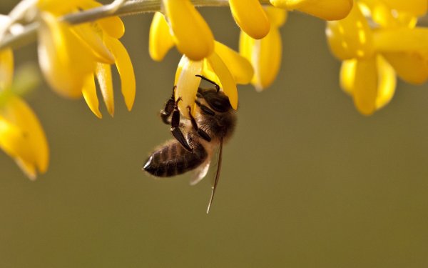 Красивая пчела