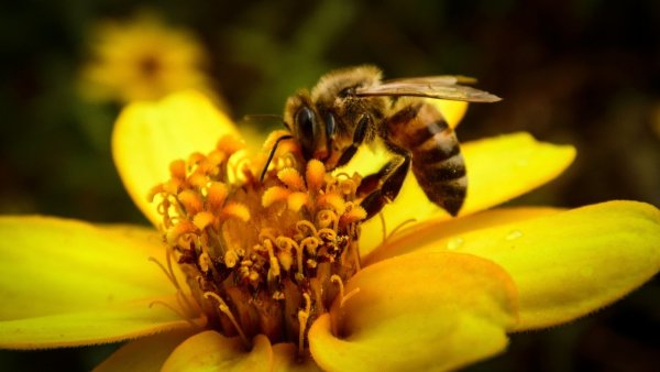 Пчела на цветочке