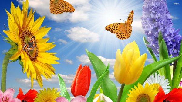 Летние цветы с бабочками