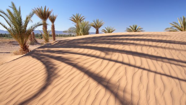 Пустыня Каракум Оазис