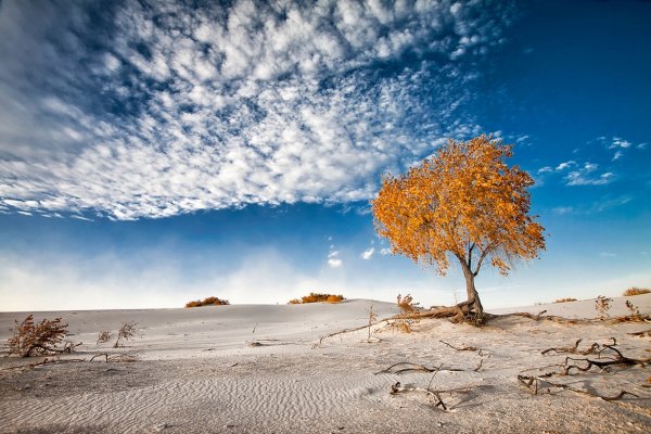 Море песок дерево