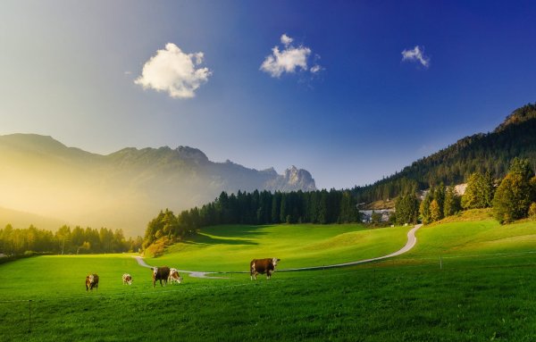Альпийские Луга Австрии