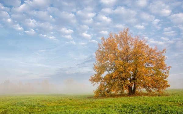 Осеннее дерево в поле