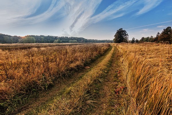 Осенний пейзаж поле