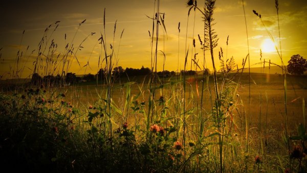 Полевые травы на закате