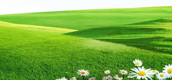 Зеленая трава Поляна