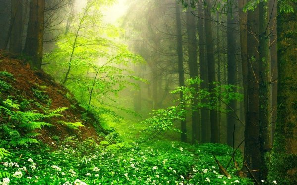 Красивая Полянка в лесу