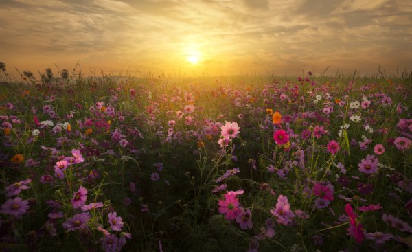 Фон поляны с цветами на закате