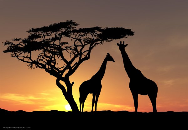 Жираф саванны Африки